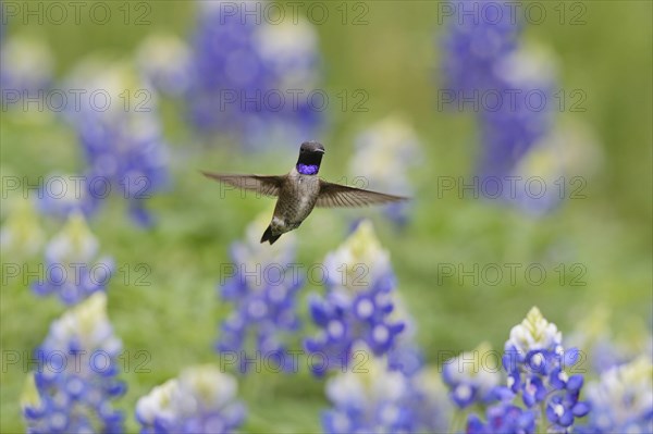 Black-chinned Hummingbird