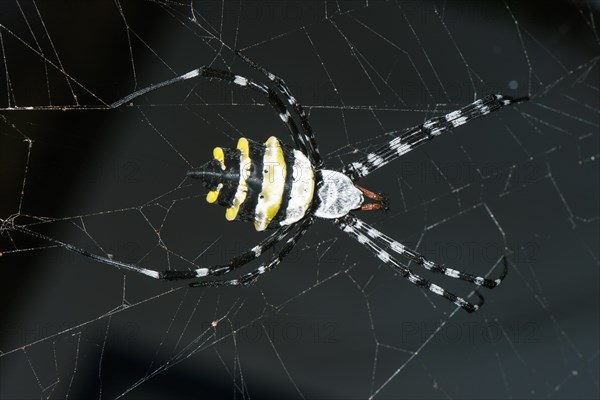 Wasp Spider