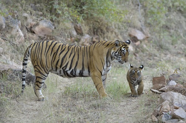 Bengal Tiger