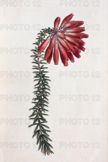 Erica cerinthoides
