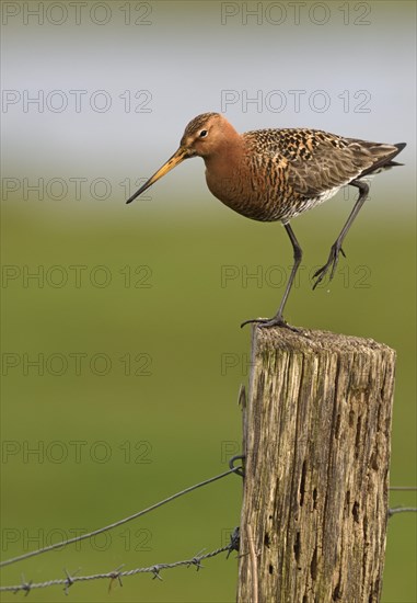 Black-tailed godwit