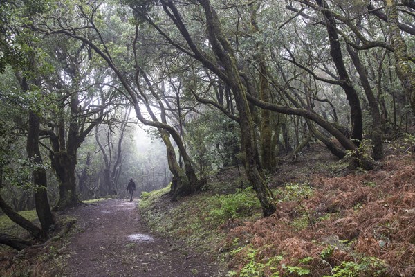 Moss-covered trees on a trail