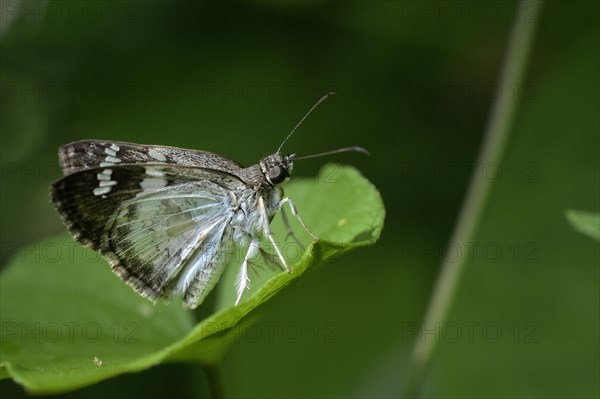 Glassy-winged Skipper