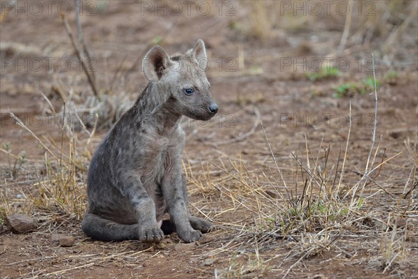 Spotted hyena or Laughing hyena