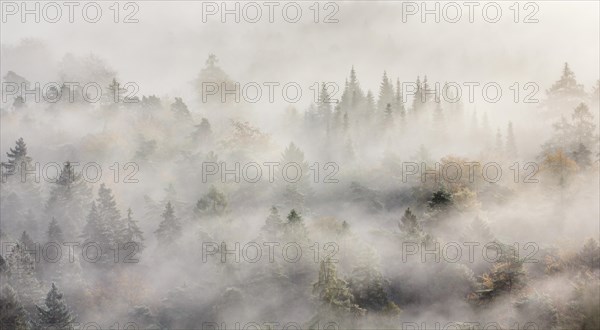Palatinate forest in autumn