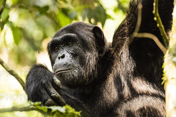 Common chimpanzee