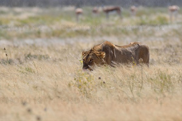 African lion