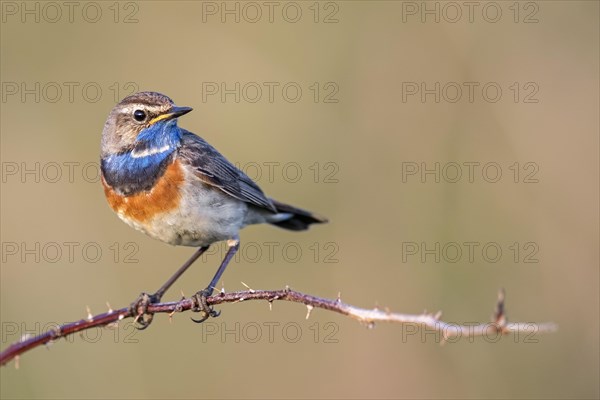 Bluethroat
