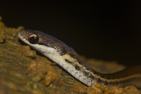 Yellow-striped water snake