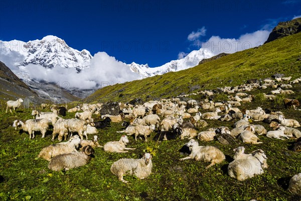 A herd of sheep is resting on a meadow