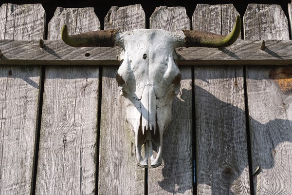 Bull skull with bullet hole