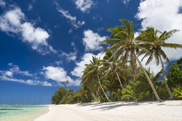 Sandy beach with palm trees and turquoise water