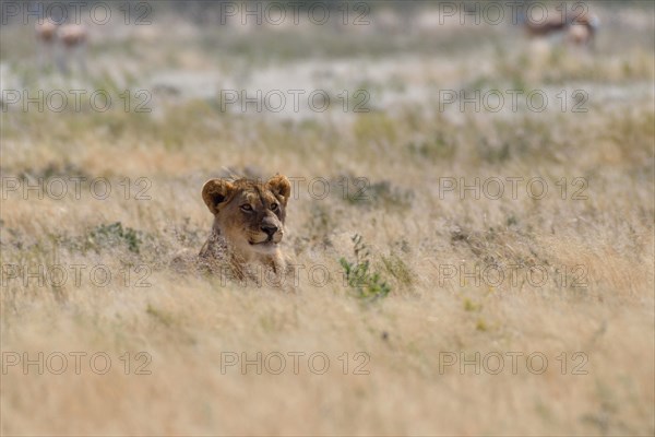 African lion