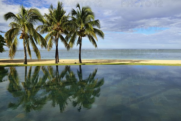 Palms