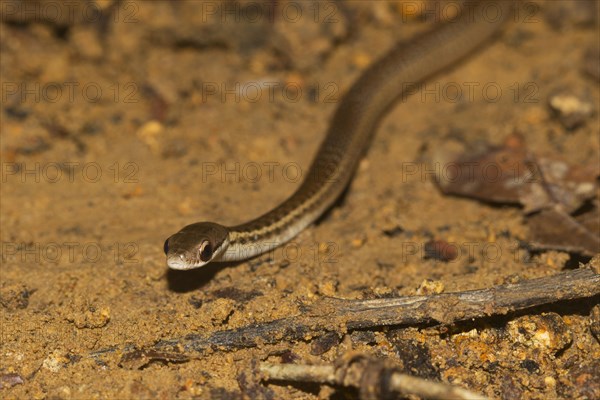 Yellow-striped water snake
