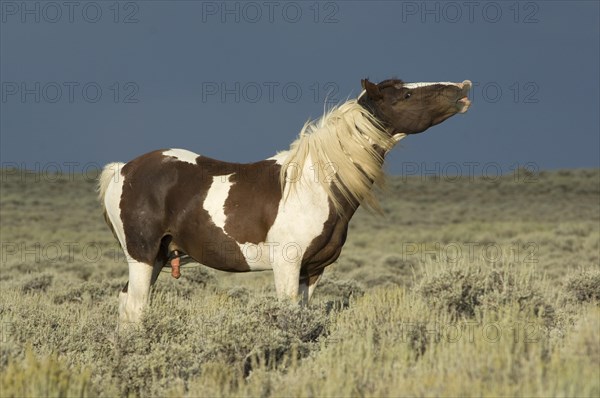 Mustang
