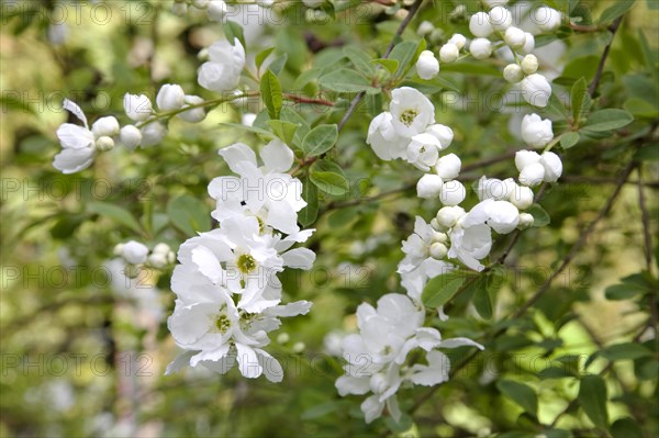 Pearl Bush