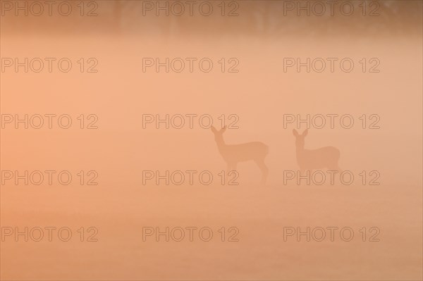 European roe deers
