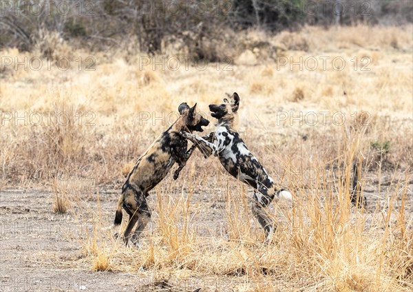 A pair of African wild Dogs