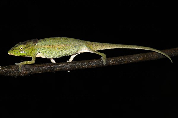 Glaw's Chameleon