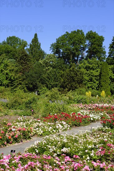 Flowering roses in the rose garden