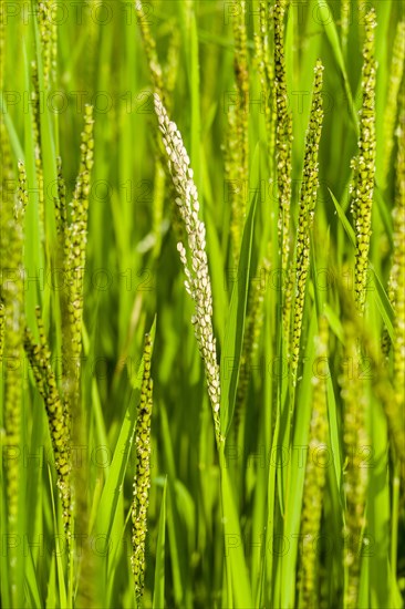 Rice panicles are growing high