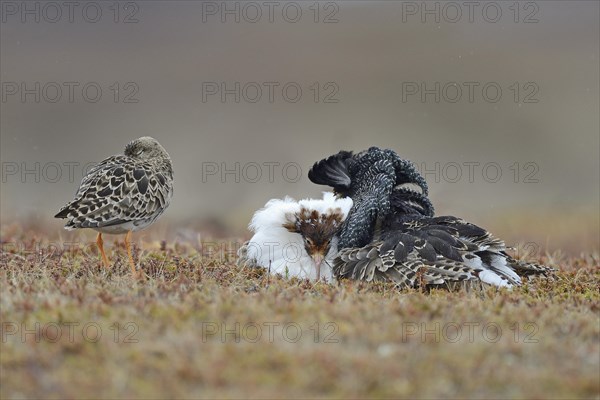 Ruffs and reeve