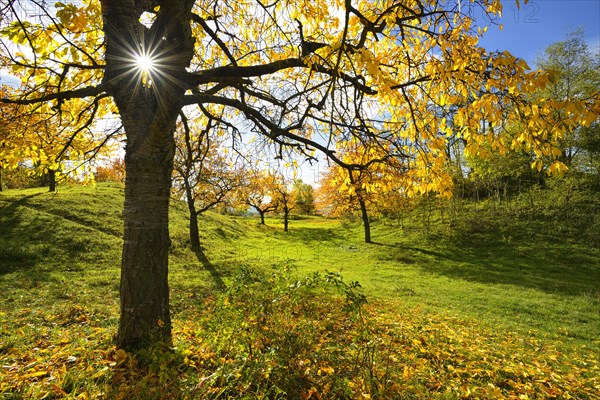 meadow orchard in autumn