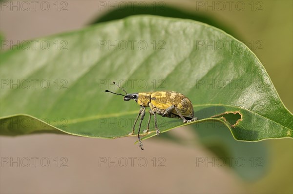 Weevil