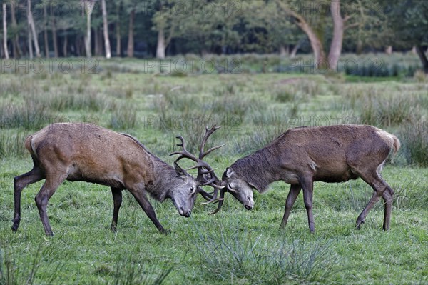 Red deer