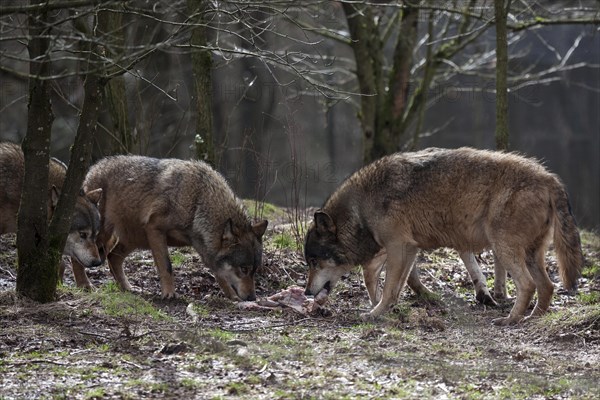 Two wolves