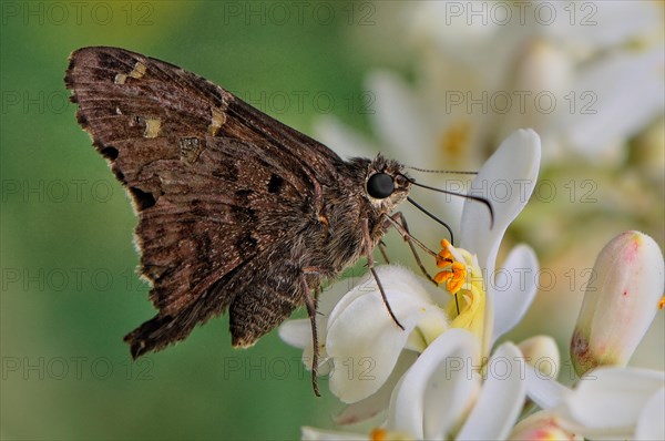 Lilac-banded Longtail
