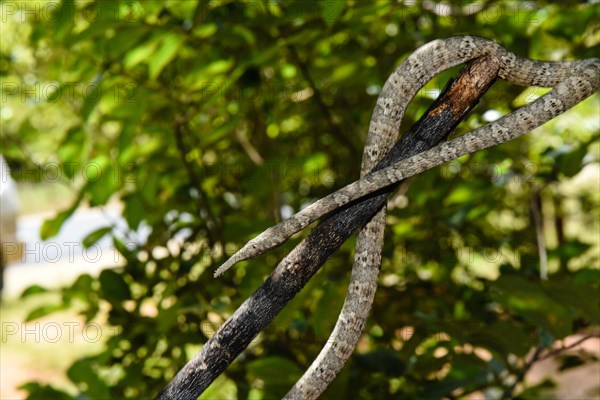 Madagascar leaf-nosed snake