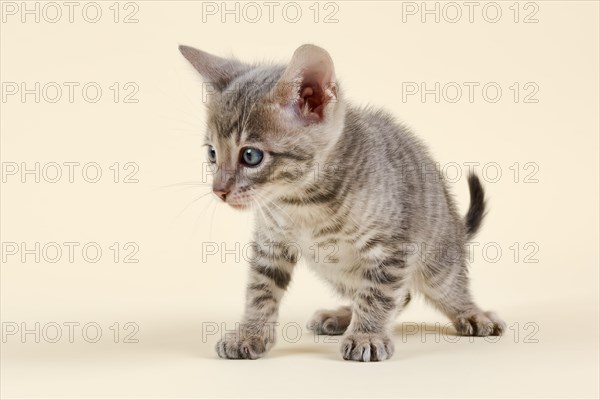 Toyger