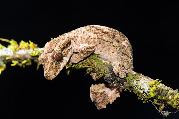Night active leaf-tailed gecko