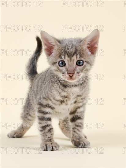 Toyger