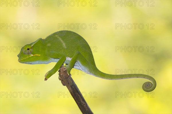 Chameleon