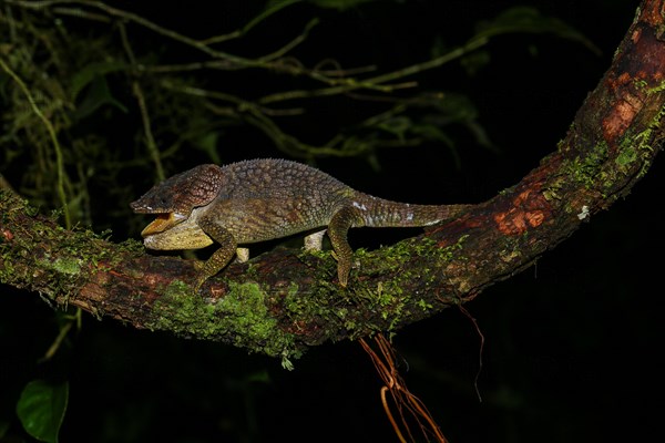 Amber Mountain chameleon