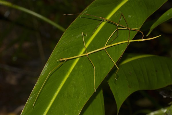Stick insects