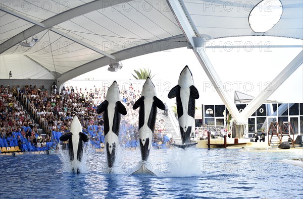 Orcas
