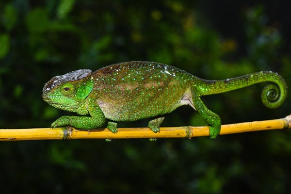 O'Shaughnessy's chameleon