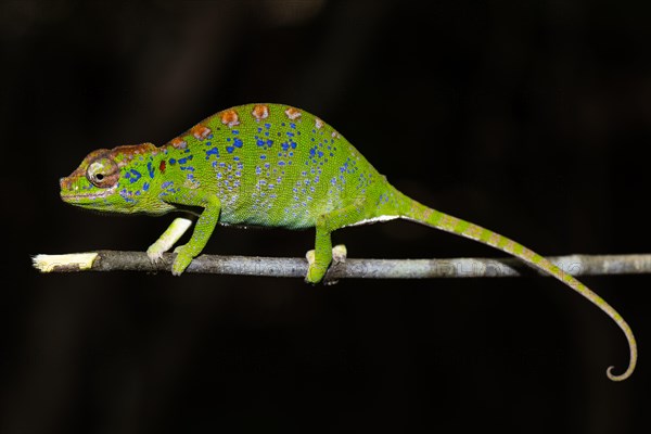 Labord's chameleon