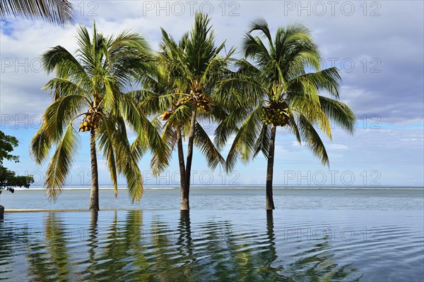 Palms