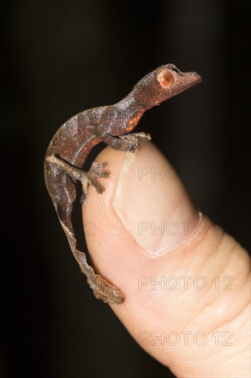 Uroplatus