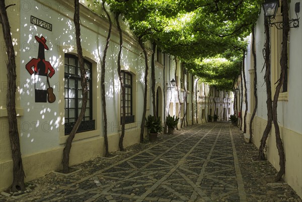 Calle Ciegos with trained vine and the Tio Pepe sherry plaque at the winery Bodega Gonzalez Byass
