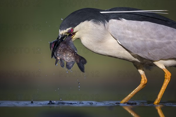 Black-crowned night heron