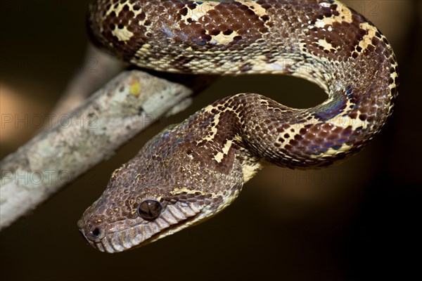 Madagascarboa