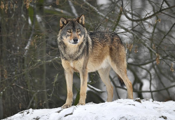Eastern wolf