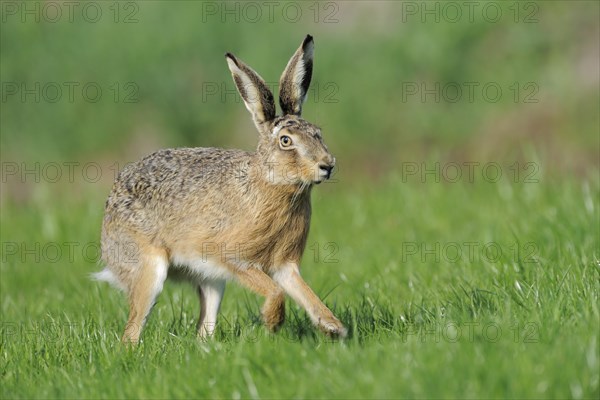 Scampering european hare