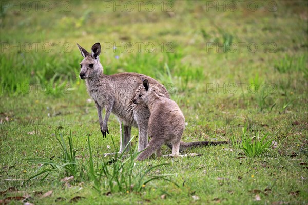 Eastern gray Giant kangaroo